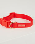 Red dog collar with a gold buckle on a white background