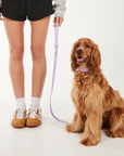 dog on a purple lead