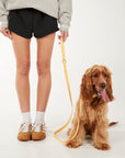 Person wearing a gray sweatshirt and black shorts standing next to a brown dog on a white background
