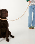 Black dog on a leash with a person wearing jeans and a graphic t-shirt on a white background