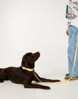 Person with a dog on a leash against a white background