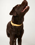 Brown dog wearing a yellow collar on a white background