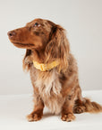 Brown dachshund wearing a yellow bow tie on a white background