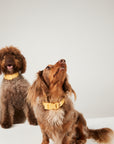 Two dogs wearing yellow collars on a white background