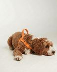 Waterproof No-Pull Dog Harness - Orange