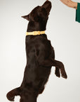 Waterproof Dog Collar - Butter Yellow