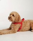 Waterproof No-Pull Dog Harness - Red