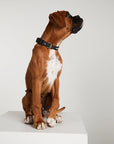 Waterproof Dog Collar - Black