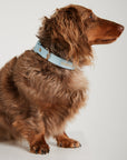 Waterproof Dog Collar - Sky Blue