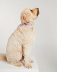Waterproof Dog Collar - Lilac