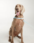 Waterproof harness - Sky Blue