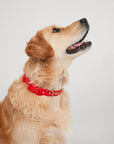 Waterproof Dog Collar - Cherry Red