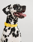 Waterproof Dog Collar - Lemon Yellow