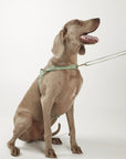 Waterproof harness - Sage Green