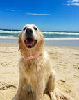 Waterproof Dog Collar - Baby Pink