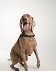 Waterproof harness - Black