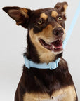 Waterproof Dog Collar - Sky Blue
