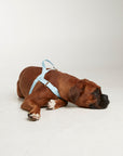 Waterproof harness - Sky Blue
