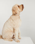 Waterproof Dog Collar - Sand