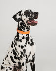 Waterproof Dog Collar - Orange
