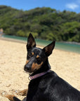 Waterproof Dog Collar - Lilac