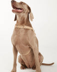 Waterproof No-Pull Dog Harness - Sand