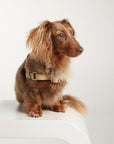 Waterproof No-Pull Dog Harness - Sand