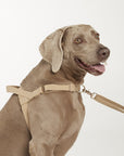 Waterproof No-Pull Dog Harness - Sand