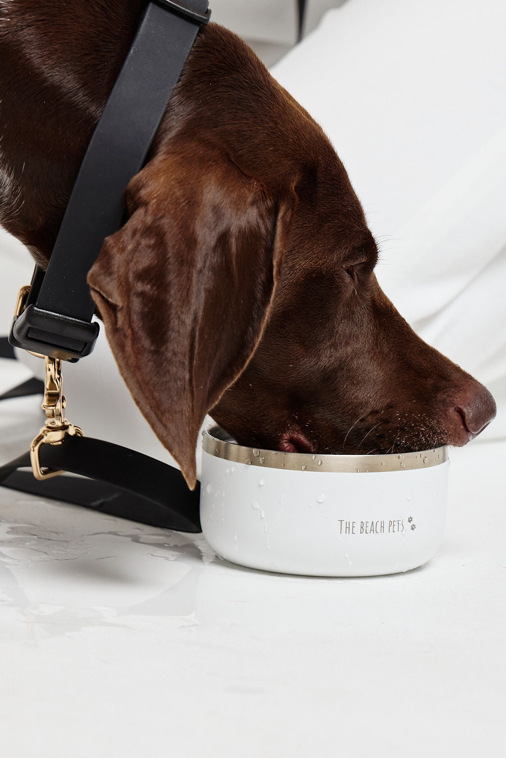 750ml Water bottle/Dog bowl