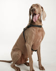 Waterproof harness - Black