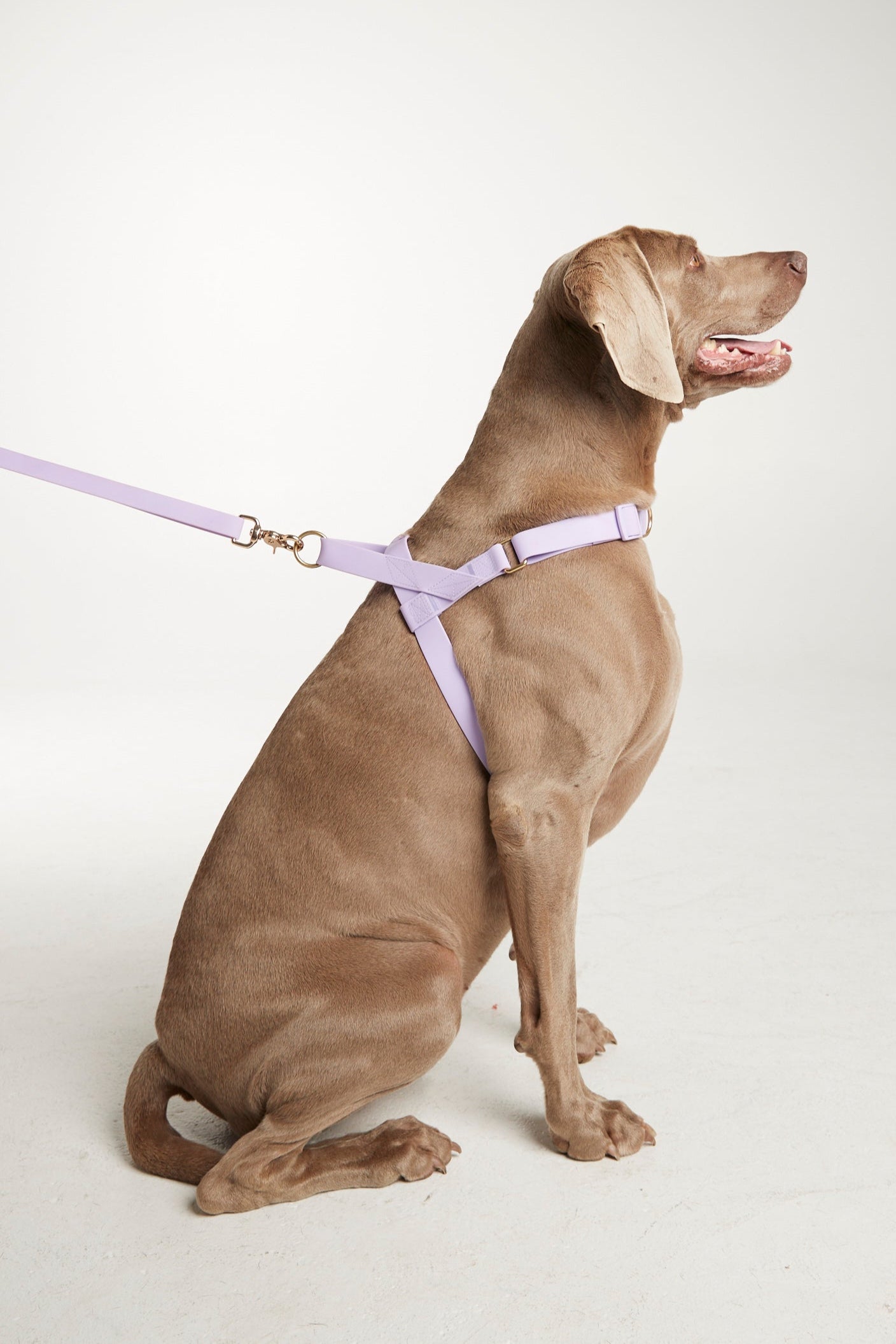 Waterproof harness - Lilac