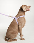 Waterproof harness - Lilac