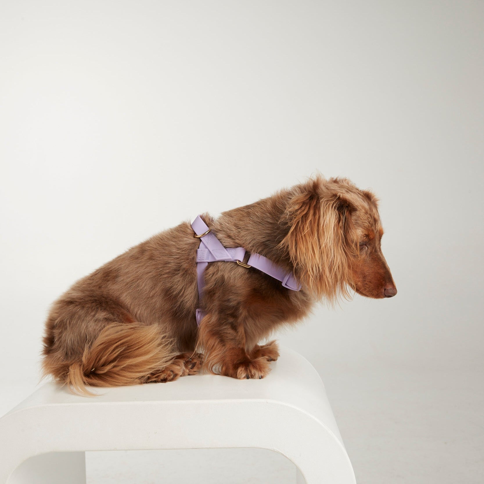 Waterproof harness - Lilac