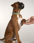 Waterproof Dog Collar - Sage Green