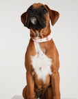 Waterproof Dog Collar - Baby Pink