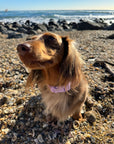 Waterproof Dog Collar - Lilac