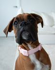 Waterproof Dog Collar - Baby Pink