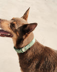 Waterproof Dog Collar - Sage Green