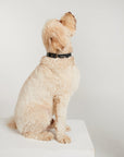 Waterproof Dog Collar - Black