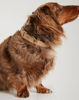 Waterproof Dog Collar - Sand