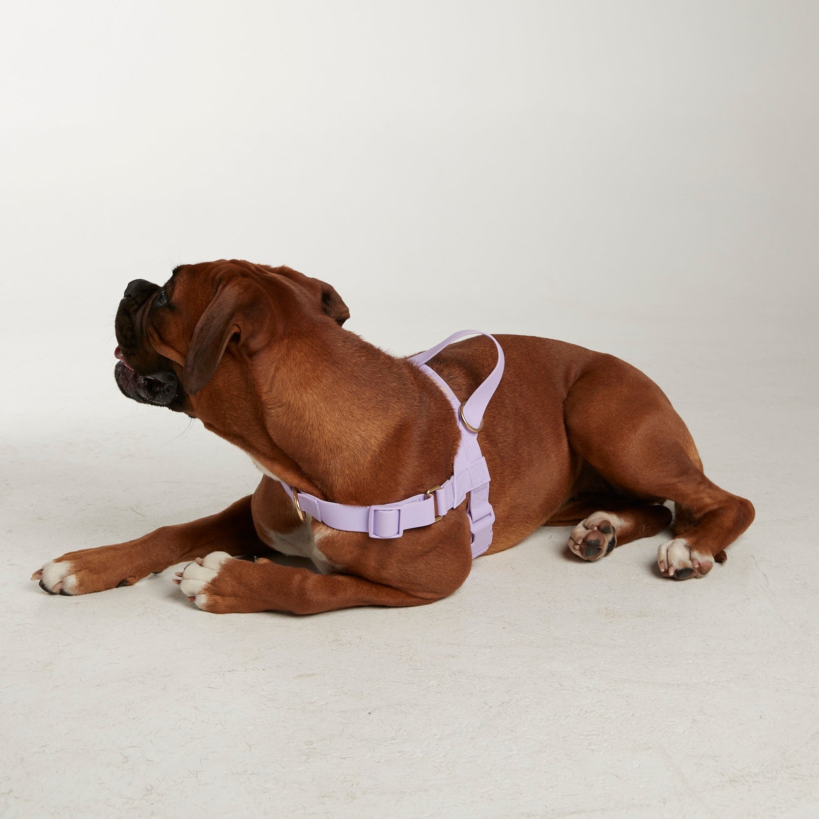 Waterproof harness - Lilac