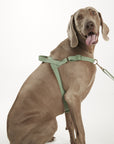 Waterproof harness - Sage Green