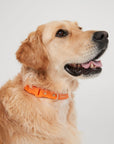 Waterproof Dog Collar - Orange