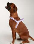 Waterproof harness - Lilac