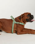 Waterproof harness - Sage Green