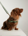 Waterproof No-Pull Dog Harness - Sage Green