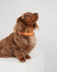 Waterproof Dog Collar - Orange