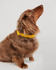 Waterproof Dog Collar - Yellow