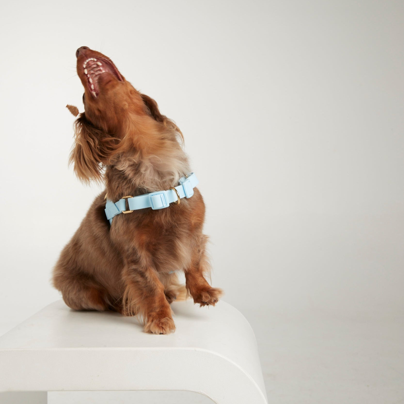 Waterproof harness - Sky Blue