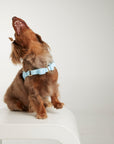Waterproof harness - Sky Blue
